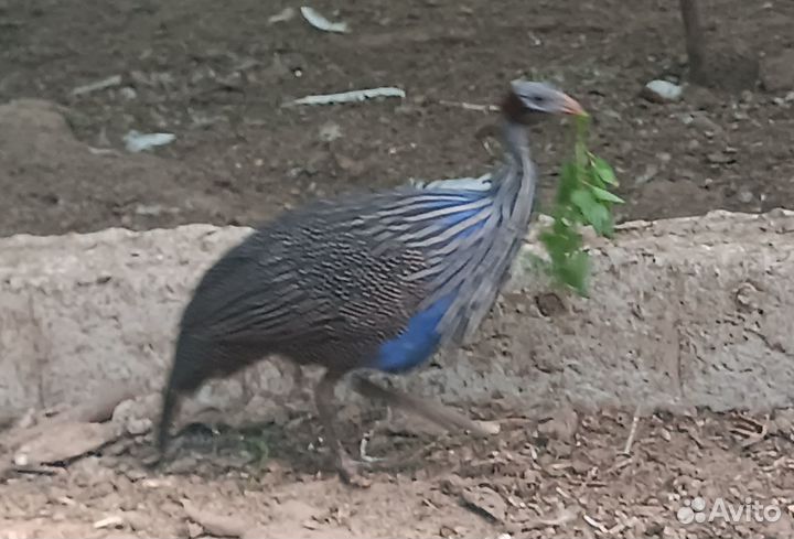 Цесарки грифовые