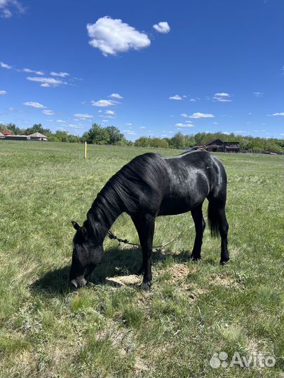Лошадь Орловской породы