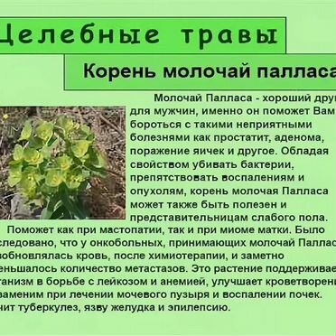 Мужик корень(Молочай Палласа)