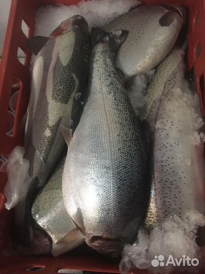 Морская Форель с доставкой по Рязани