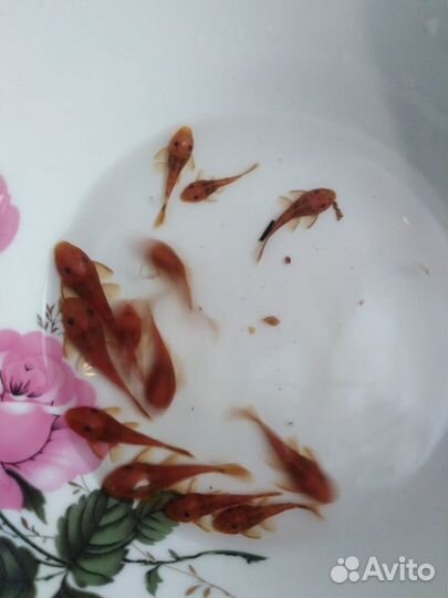 Аквариумные рыбки