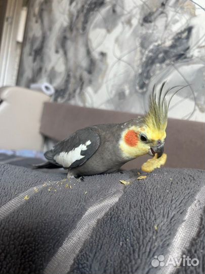 Продам пару Корелл. мальчик и девочка