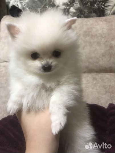 Щенки шпица