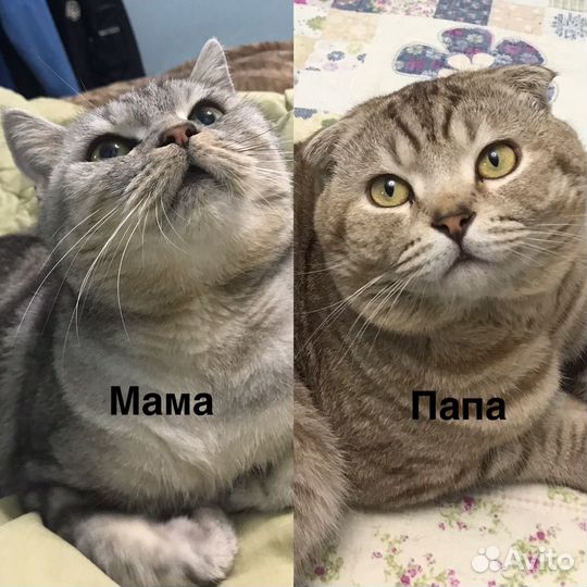 Маленький вислоухий манул
