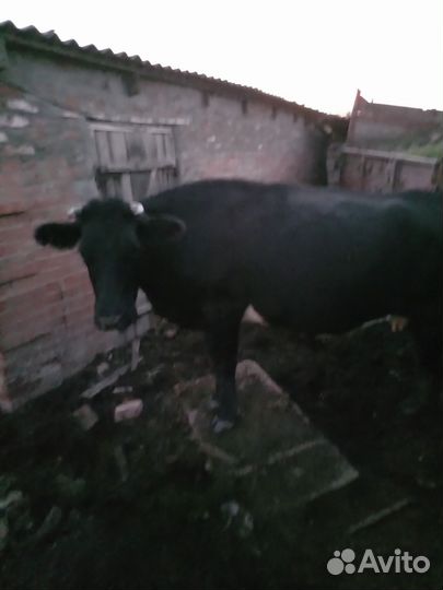 Коровы дойные