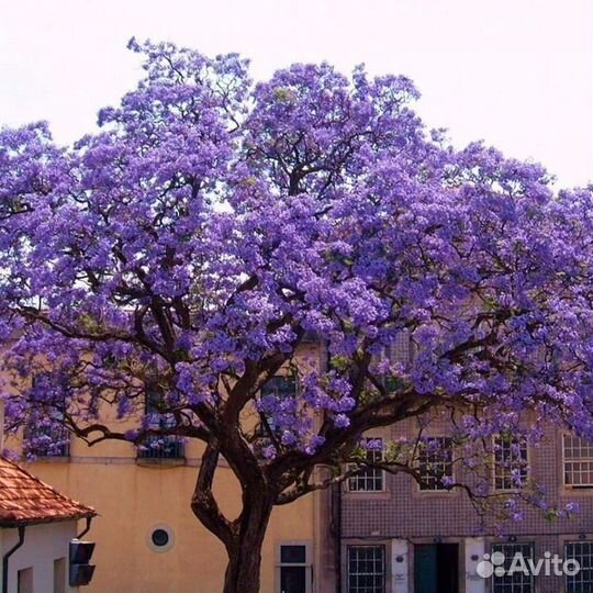 Павловния, Адамово дерево, саженцы/черенки
