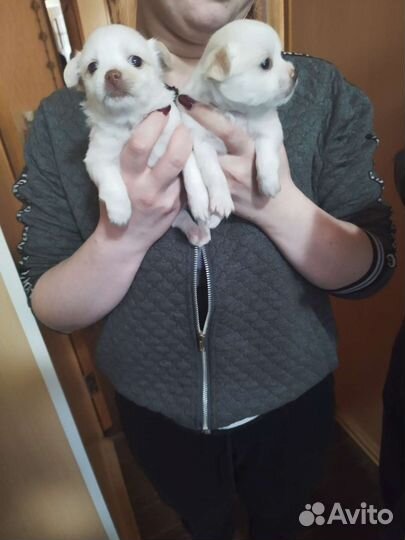 Чихуахуа, тойтерьеры, карликовые пинчеры Доставка