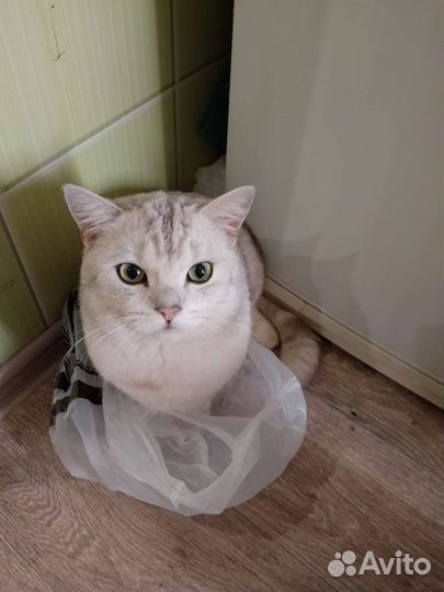 Вязка с британским серебром