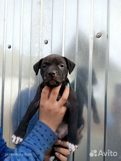 Щенки питбуля