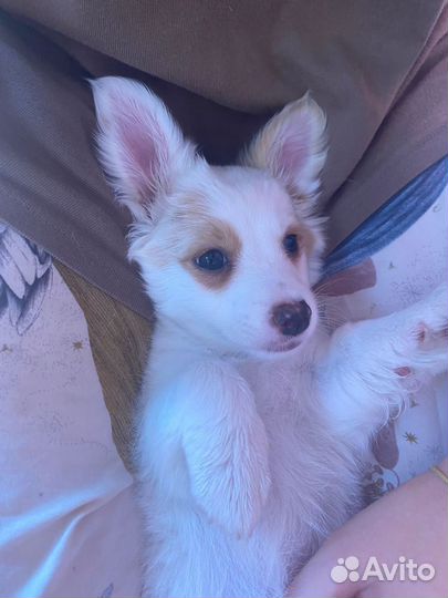 Собаки щенки