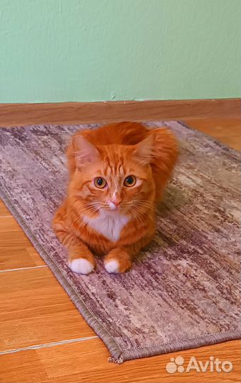 Отдам кота в добрые руки