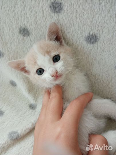 Котята в добрые руки бесплатно