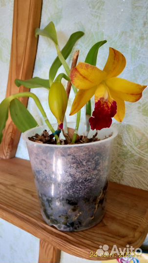 Орхидея катлея цветущая