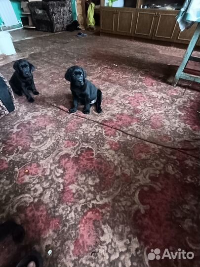 Щенки лабродора, с документами