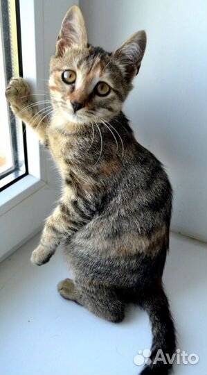 Котятки мальчик и девочка,смесь с бенгалом