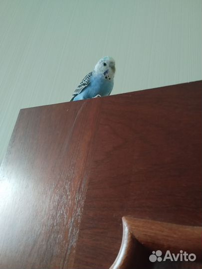 Волнистый попугай с клеткой
