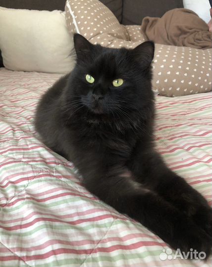 Черная кошка