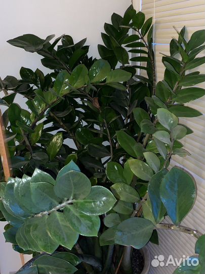 Замиокулькас большой