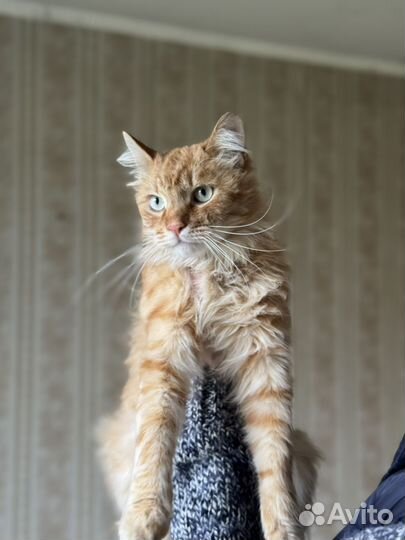 Рыжый красавец ищет семью