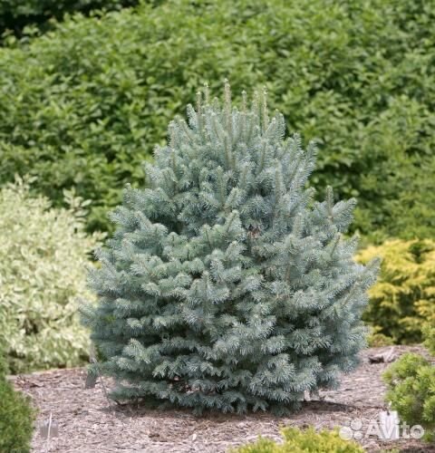 Abies lasiocarpa Compacta 15-20см