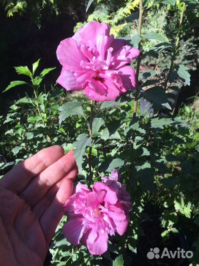 Гибискус, роза Сирийская