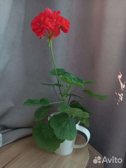 Пеларгония герань