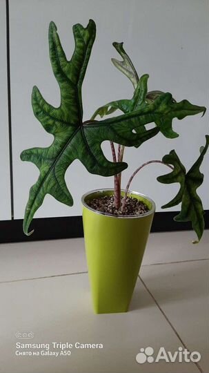 Алоказии жаклин,хетерофилла металлик и др