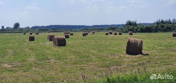 Сено луговое с клевером