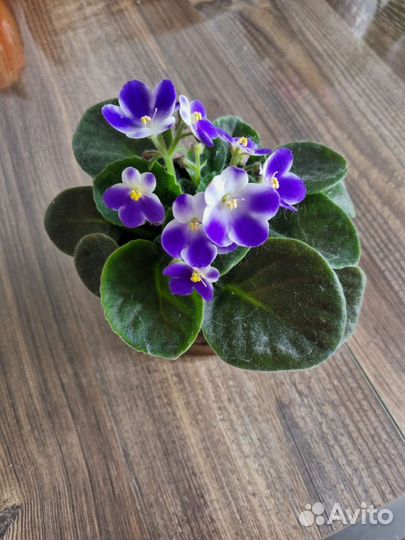 Фиалка в горшке 