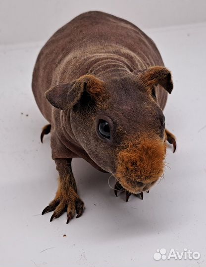 Девочка скинни свинка