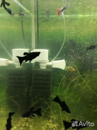 Аквариумные рыбки