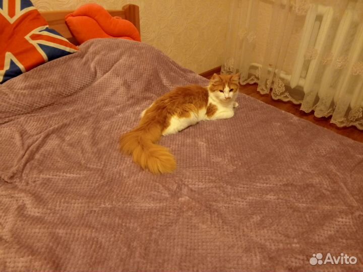 Котята в добрые руки бесплатно