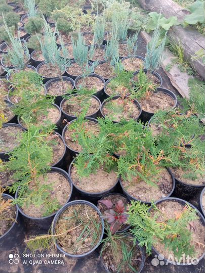 Хвойные для прекрасного сада