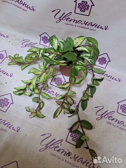 Диффенбахия, Алоказия, Папоротники и др