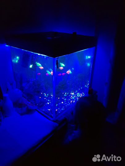 Аквариум