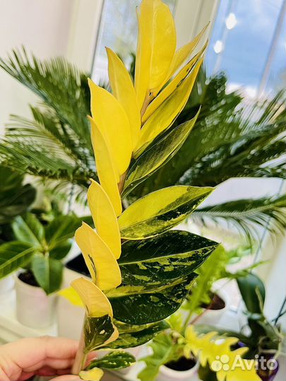 Замиокулькас вариегатный