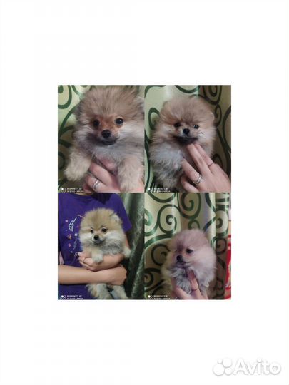 Щенки померанского шпица девочки и мальчики