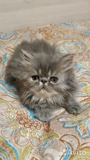 Персидские котята
