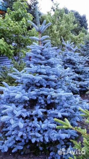 Голубые ели экстра класса Ландшафт Освещение