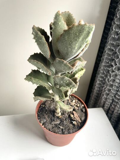 Каланхоэ бехарское фанг