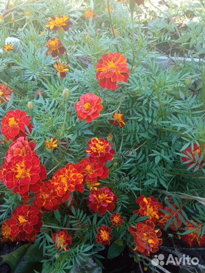 Рассада однолетних цветов