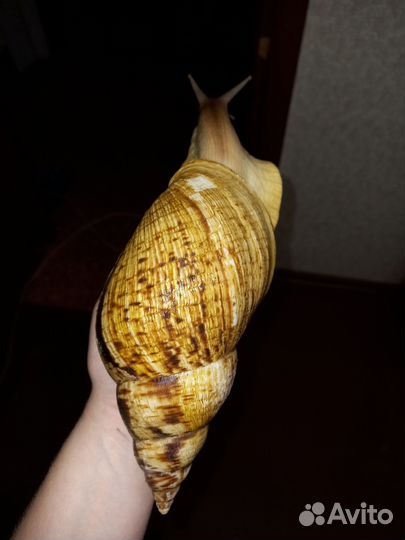 Улитки Ахатины, Архахатины + товары для них