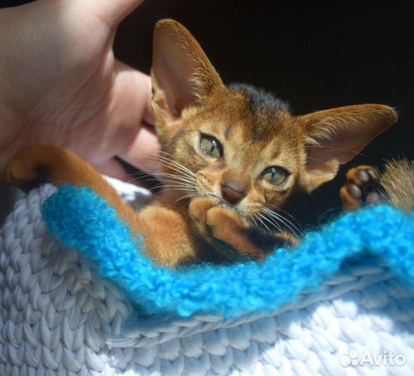 Абиссинские котята