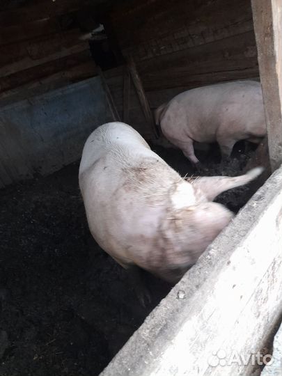 Свиноматки