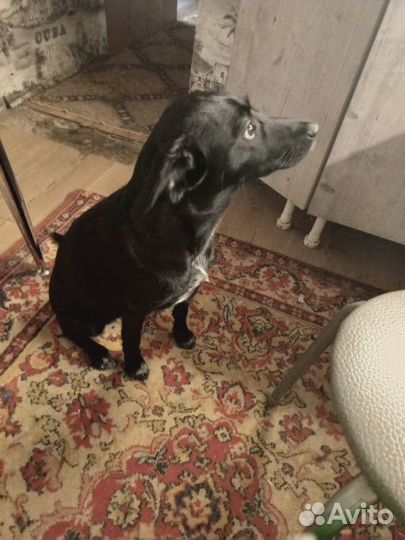 Отдам в добрые руки маленькую собачку