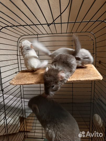 Шиншилла Ангора