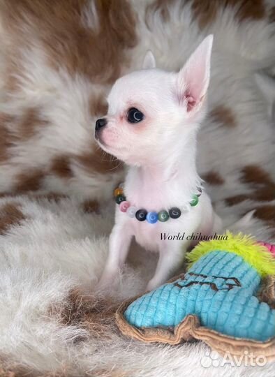 Микро Luxury Мальчик