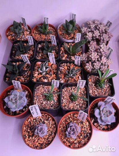 Суккуленты и кашпо