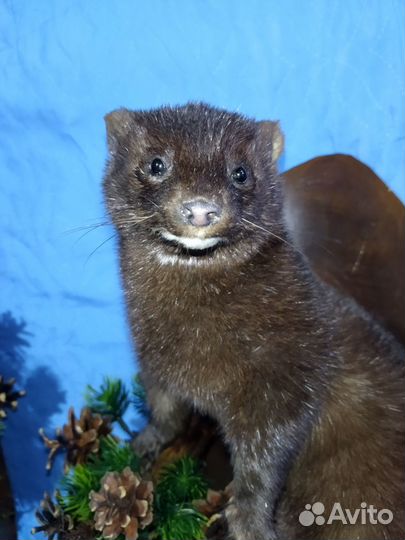 Чучело норки