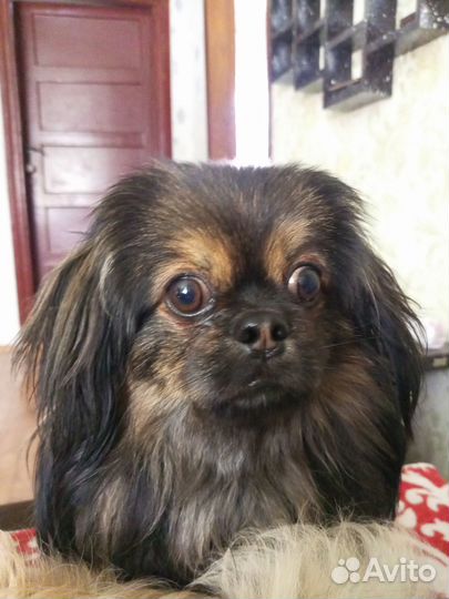 Щенки пекинеса